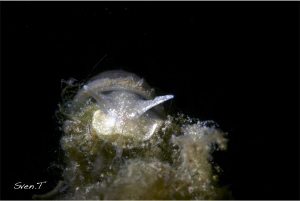 limnea, yesterday's night dive by Sven Tramaux 